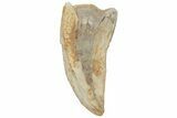 Partial Tyrannosaur (Nanotyrannus?) Tooth - North Dakota #220666-1